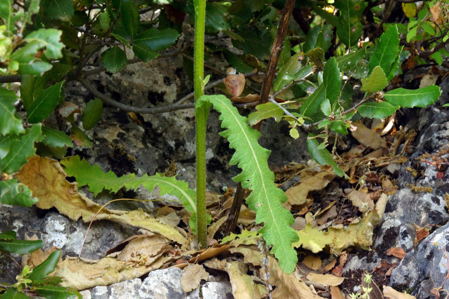 Verbascum sinuatum